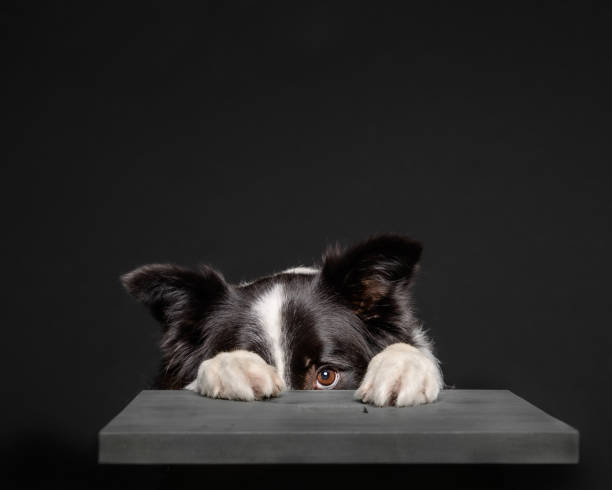 Adorable collie dog hiding behind a grey stool